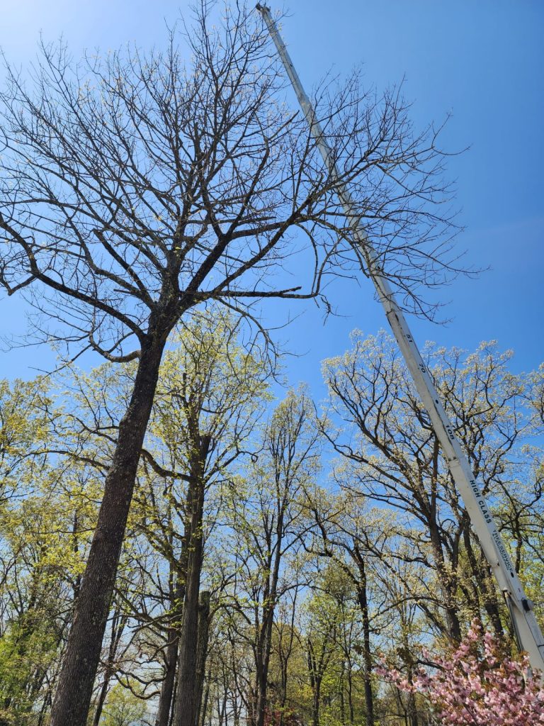 High Class Tree Service