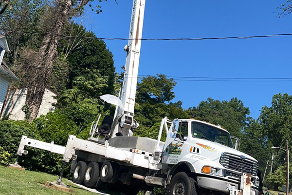 Emergency Tree Removal