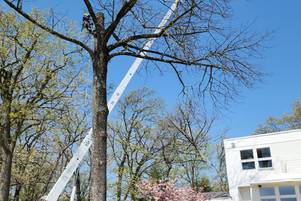 Tree Service